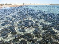 hamelin_pool_stromatolites.jpg