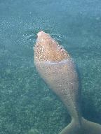 shark_bay_dugong.jpg